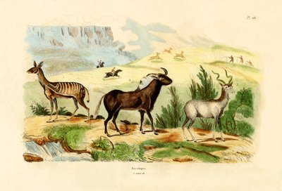 Antelopes, 1833-39 by French School